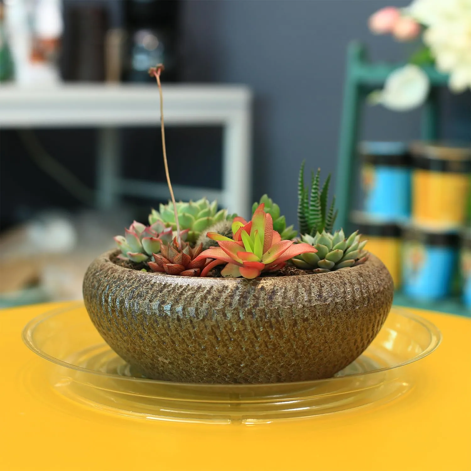 100 Pack 6 Inch Plant Saucer Clear Plant Saucers for Indoors Flower Pot Saucers Small Plants Plate Dish Succulent Pot Saucer Plants Trays for Pots Bulk Plastic Tray for Flower Cactus Nursery Pots