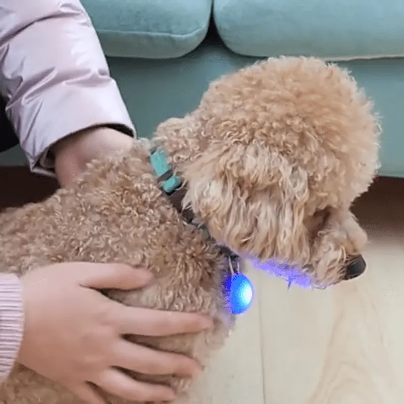 3-Piece LED Dog Collar Charms - Flashing Safety Lights
