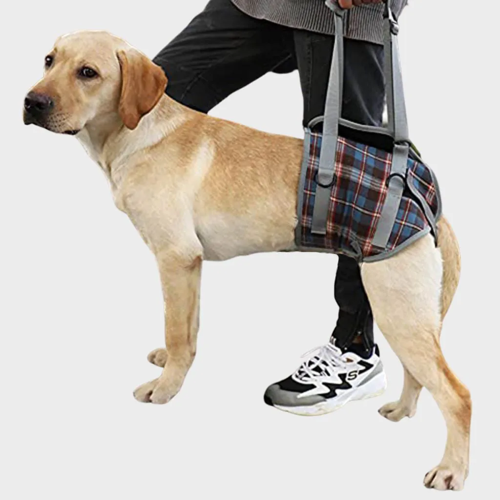 A a Pets' Dog Lift Support Harness for Hind / Back Legs