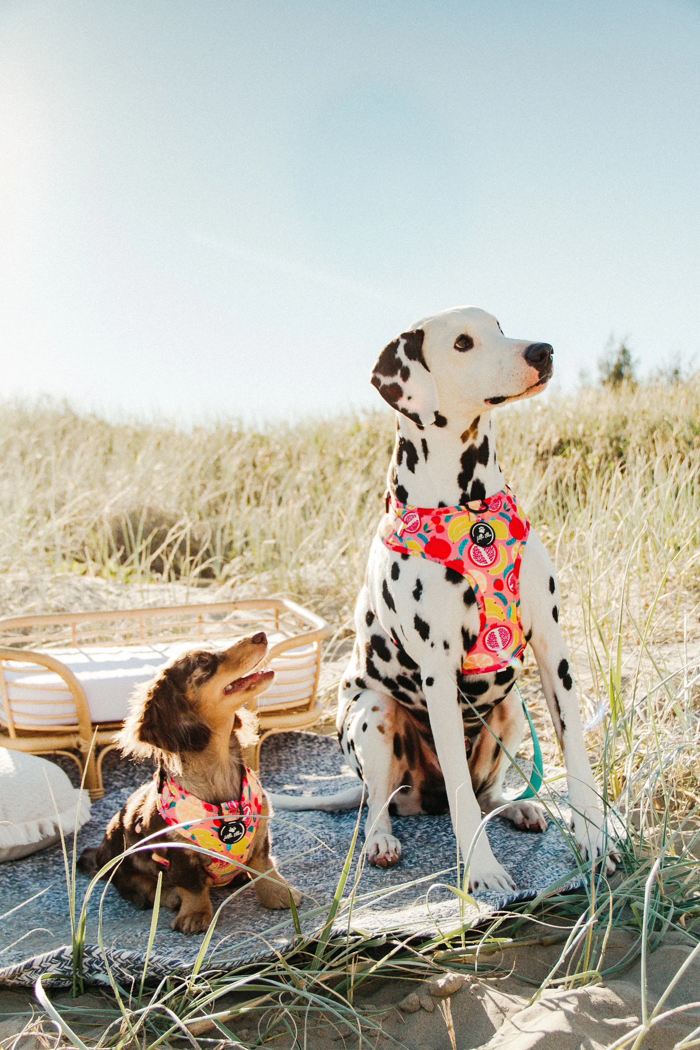 Adjustable Dog Harness| Tutti Frutti