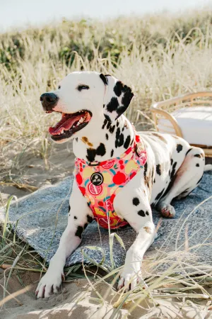 Adjustable Dog Harness| Tutti Frutti
