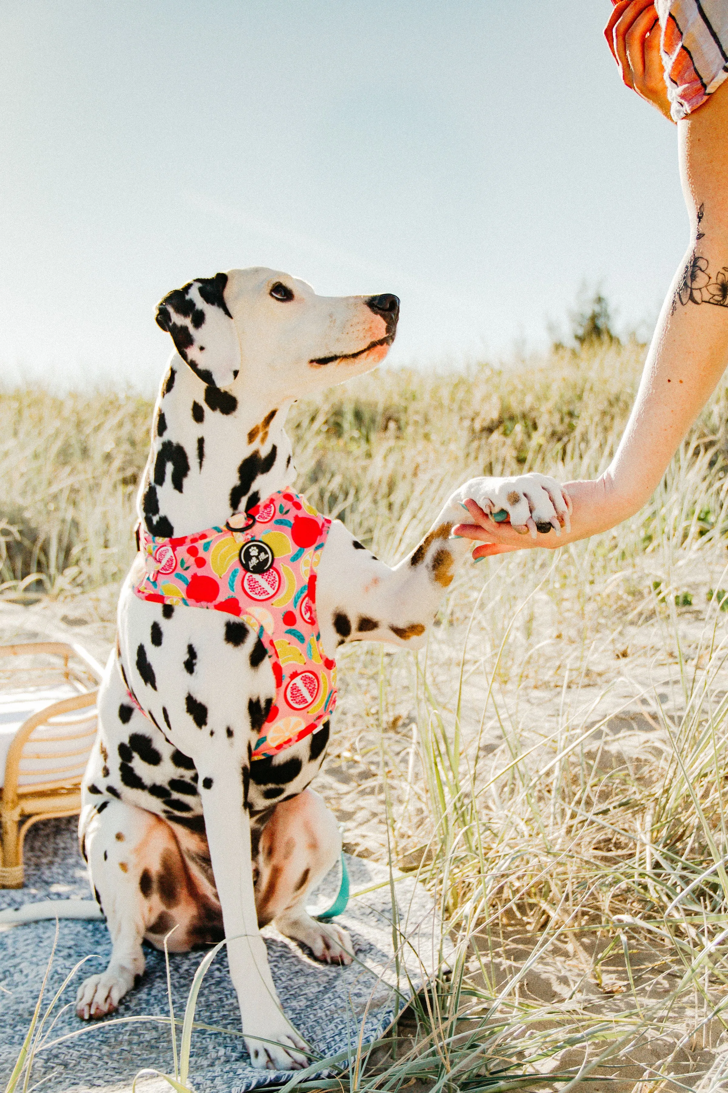 Adjustable Dog Harness| Tutti Frutti