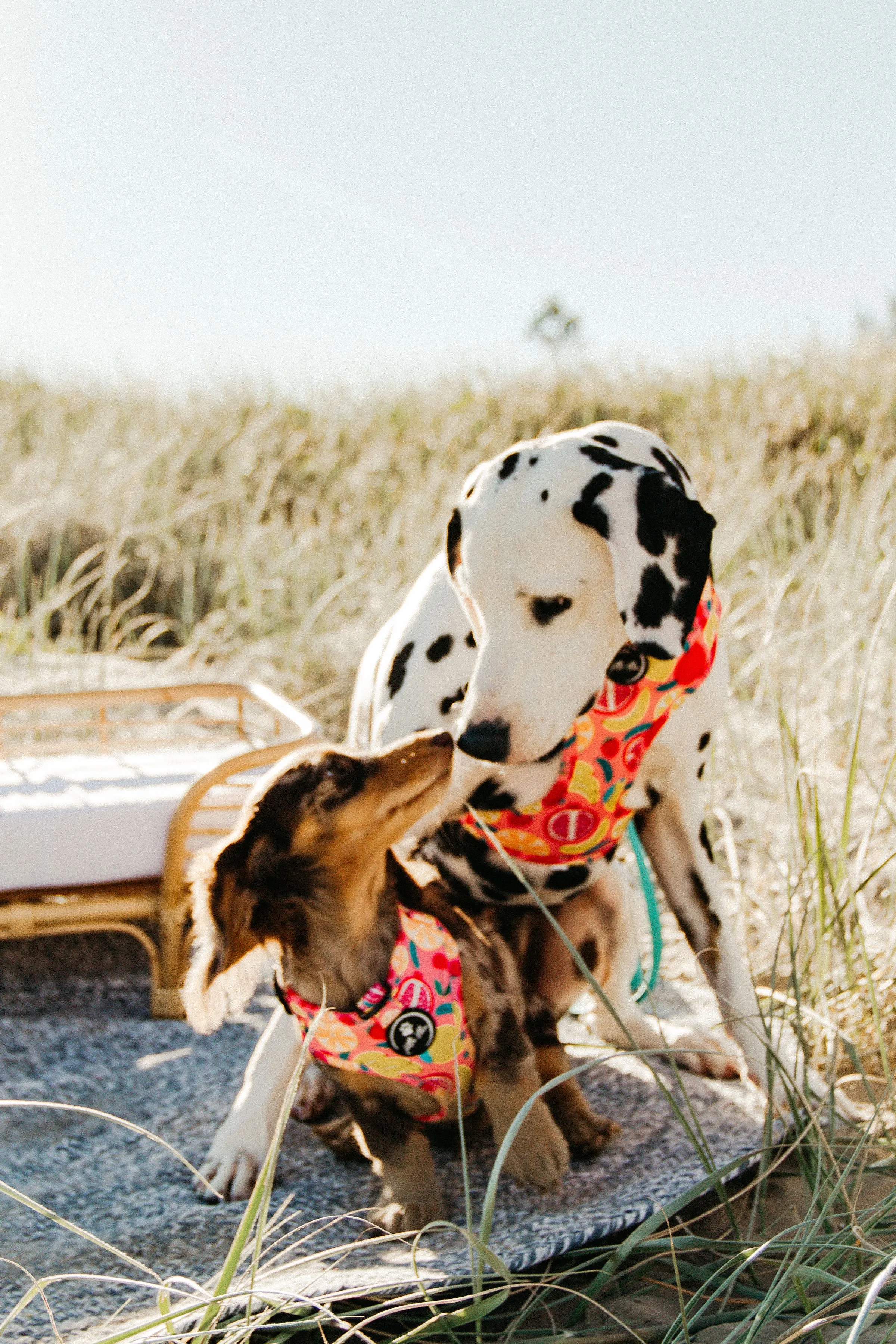 Adjustable Dog Harness| Tutti Frutti