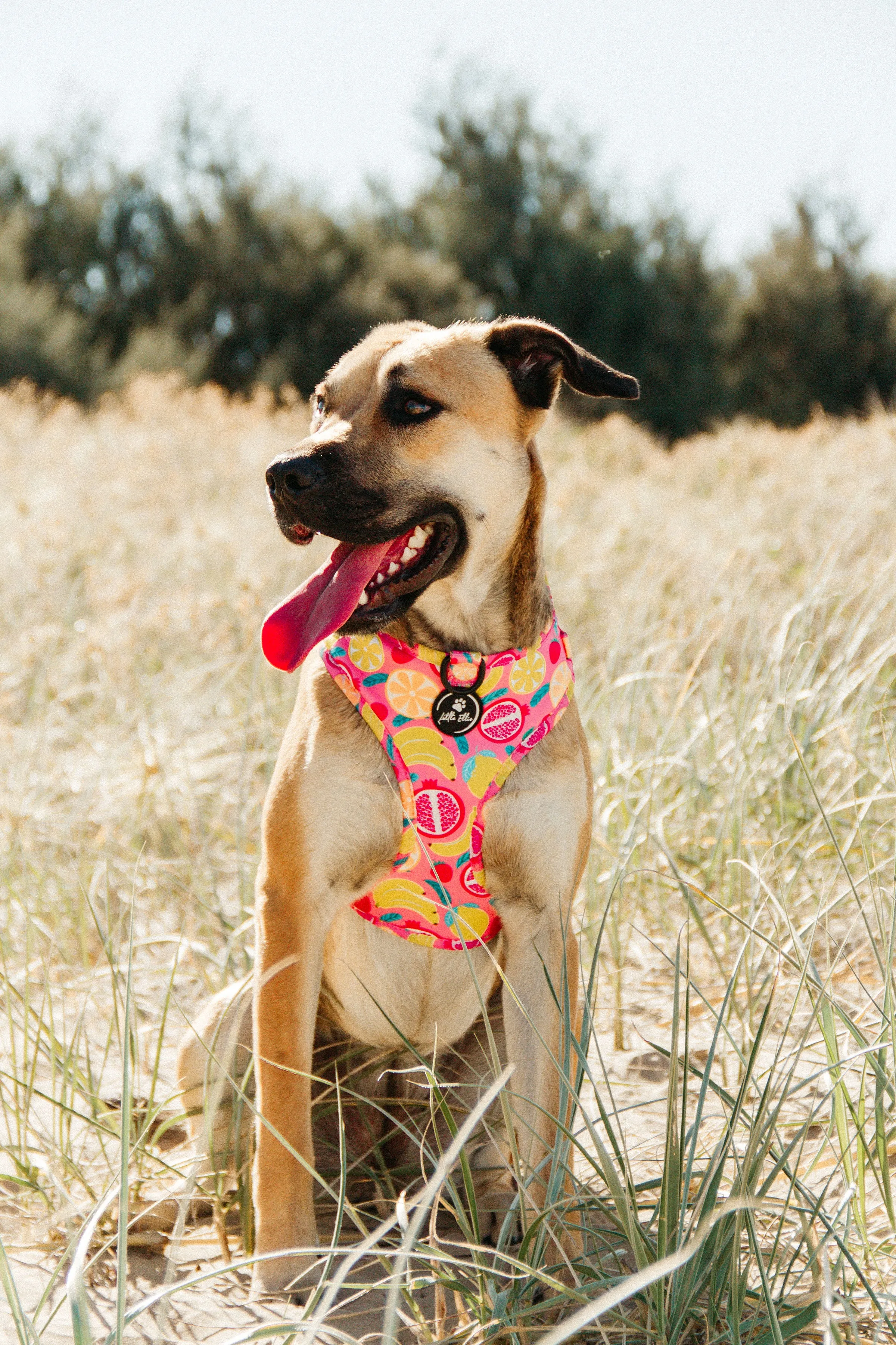 Adjustable Dog Harness| Tutti Frutti