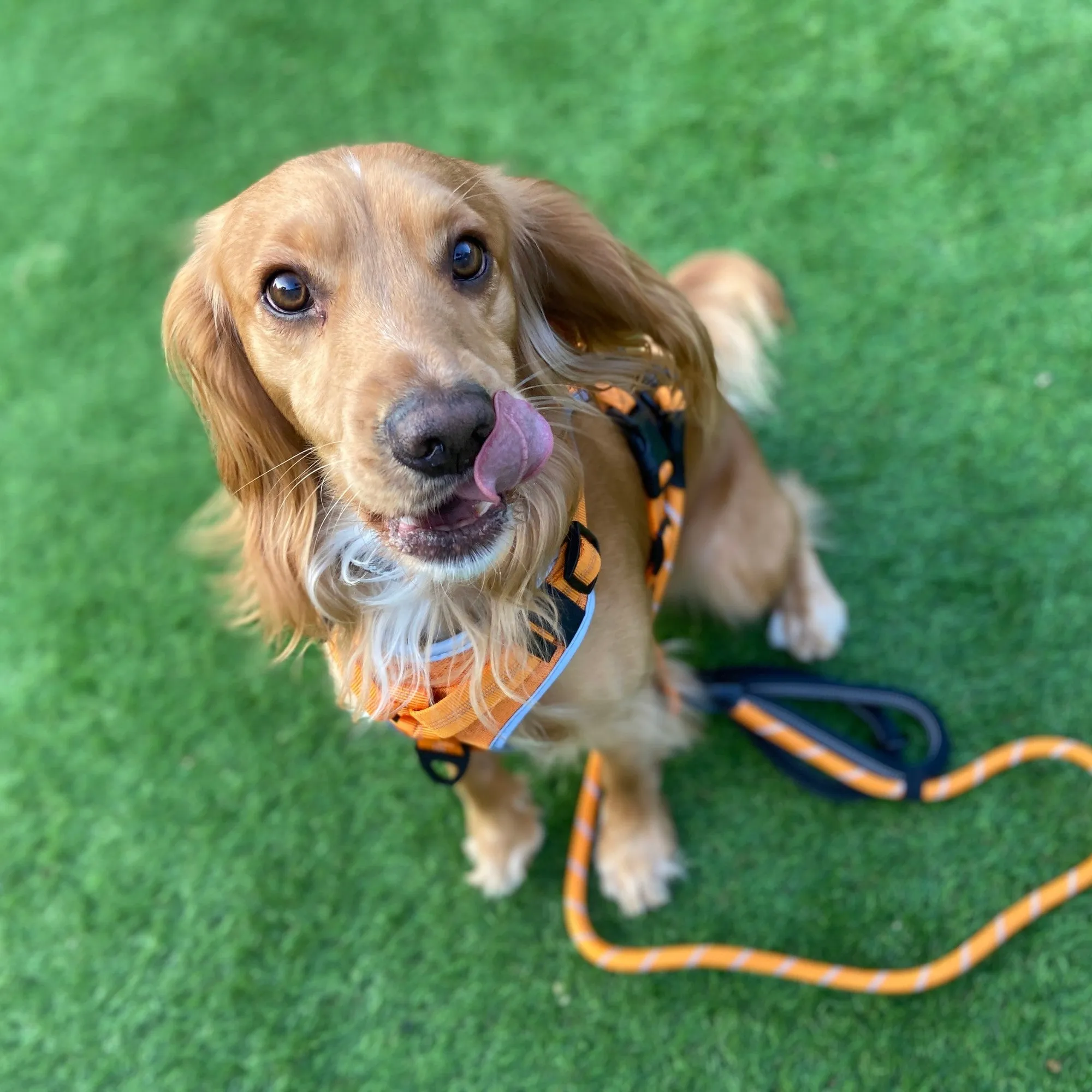 Adjustable No-Pull Dog Harness with Padded Control Handle