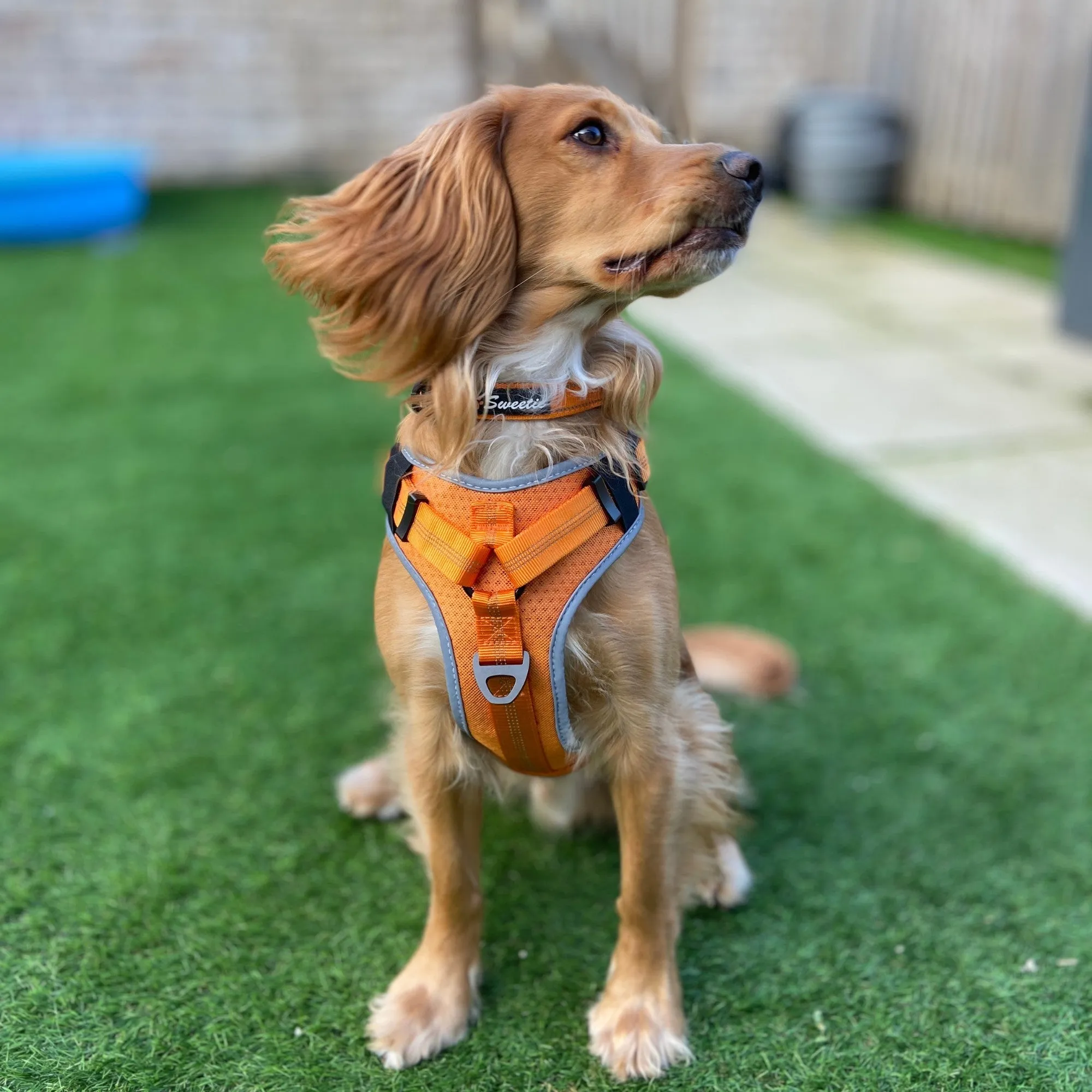 Adjustable No-Pull Dog Harness with Padded Control Handle