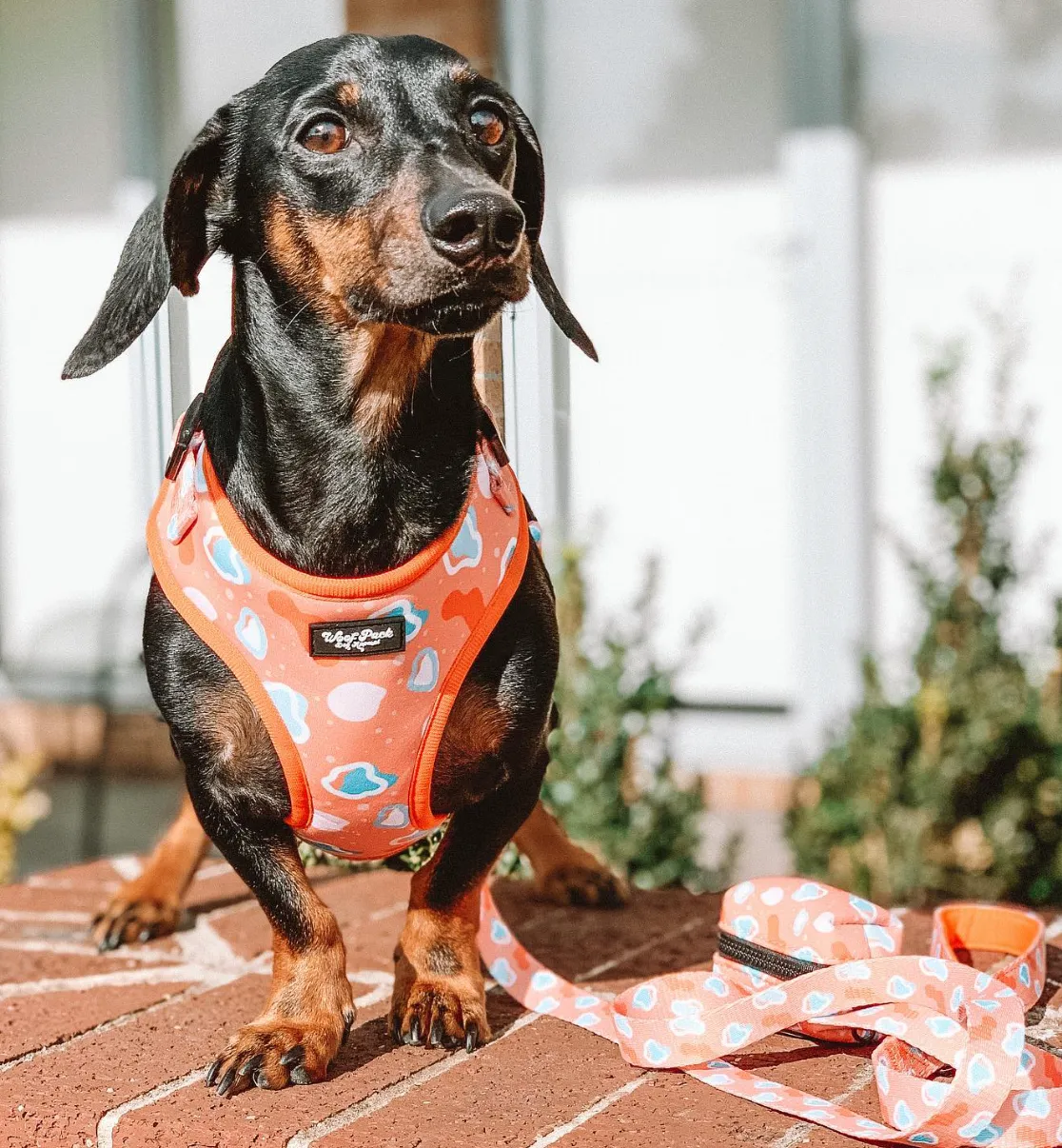 Blobby Orange Adjustable Harness