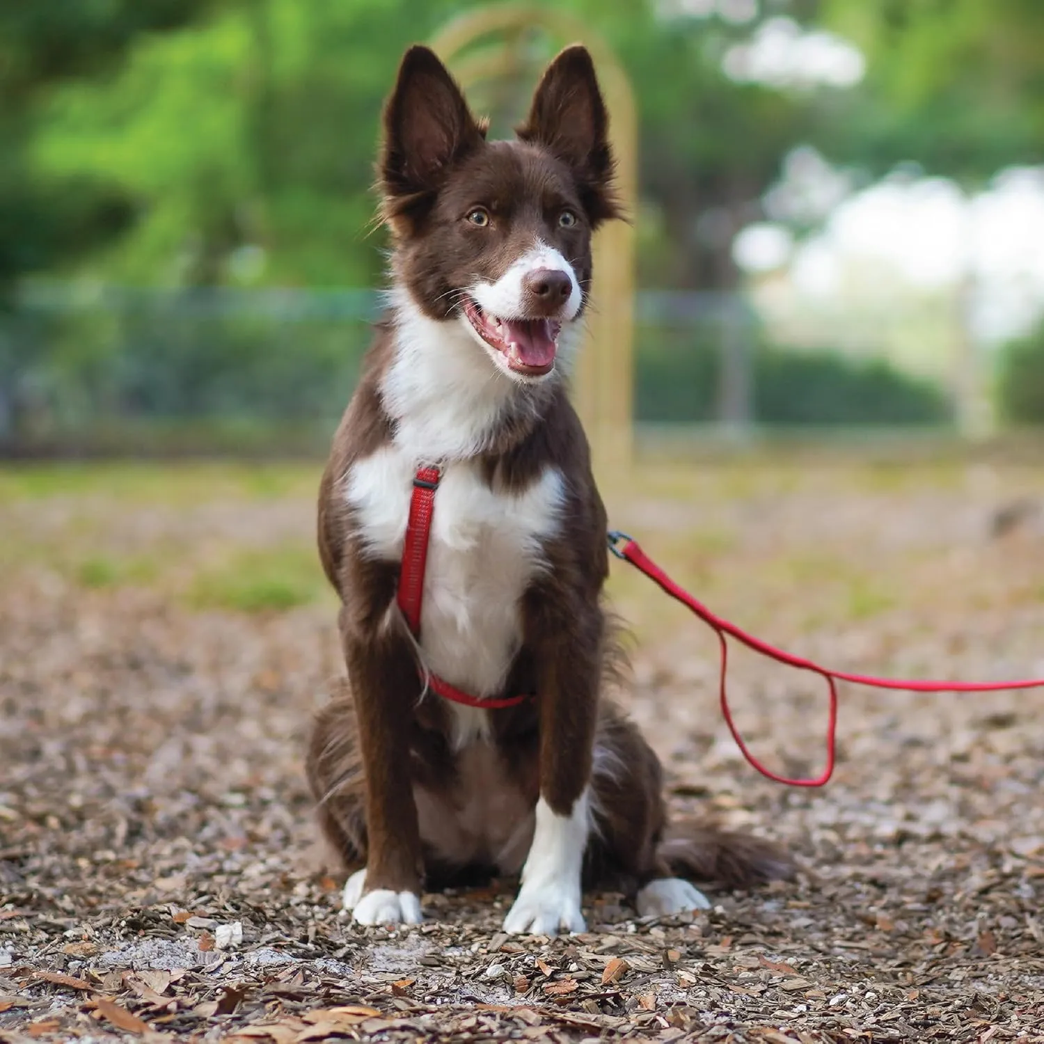 Blue-9 Reflective Buckle-Neck Balance Harness, Fully Customizable Fit No-Pull Harness with 3M Reflective Stitching, Ideal for Dog Training and Obedience, Made in The USA, Red, XS