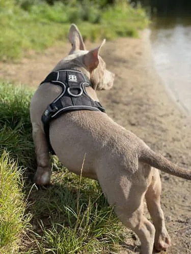 Bully Billows Premium Dog Harness v 2.0 - Khaki