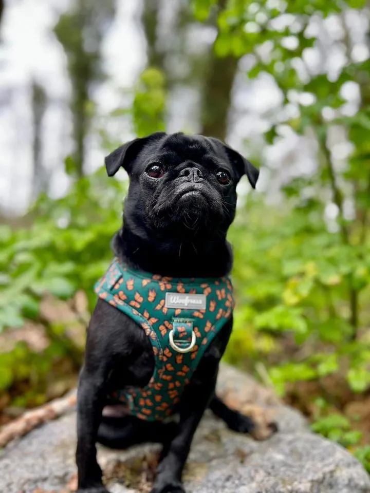 Dog harness, Dog collar and lead set | BUNDLE OF YOUR CHOICE | Pupperfly Frills