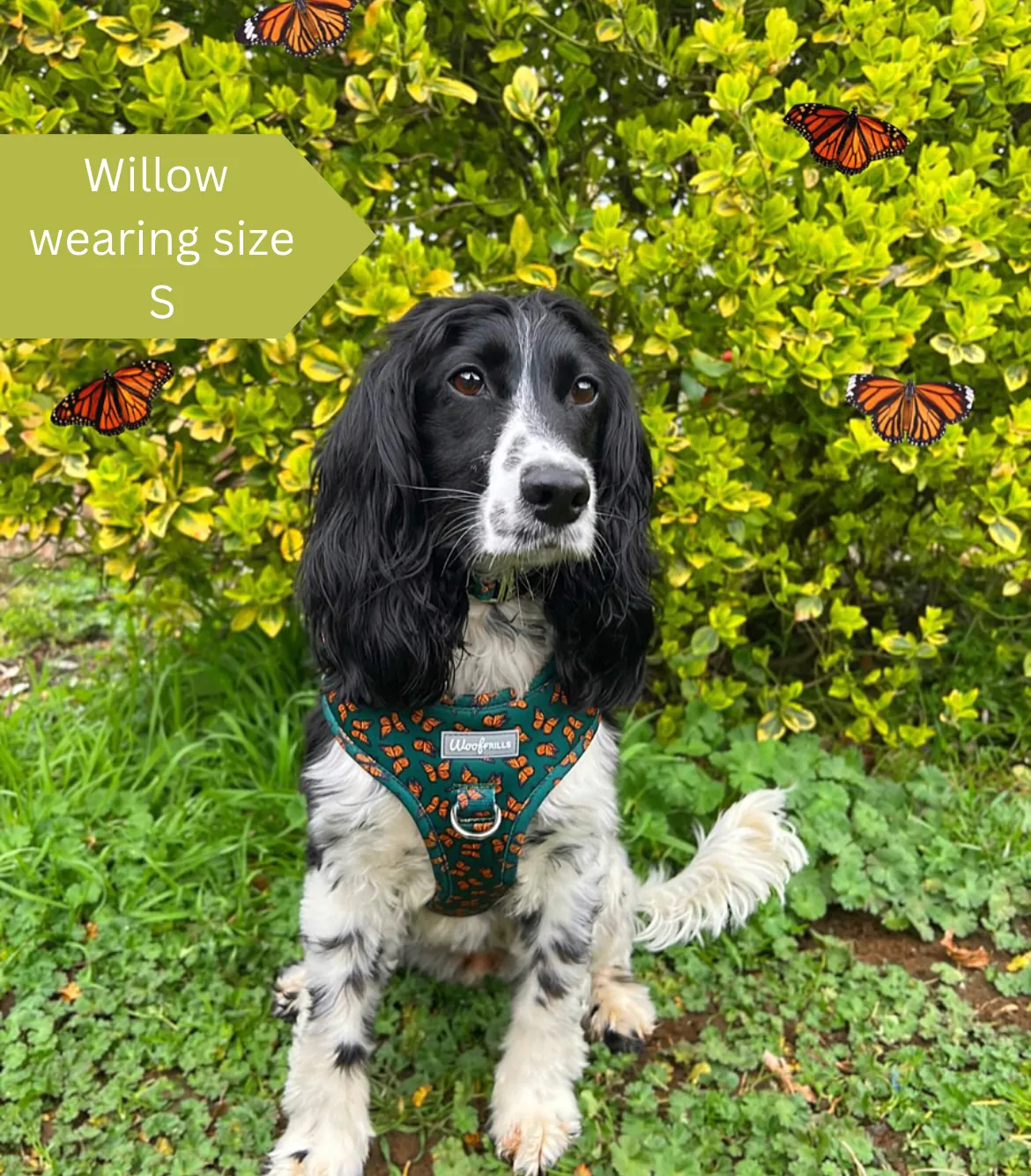 Dog harness, Dog collar and lead set | BUNDLE OF YOUR CHOICE | Pupperfly Frills