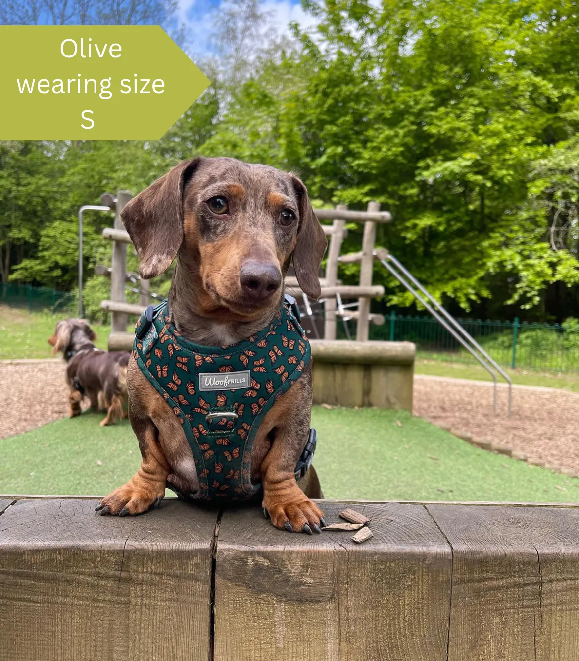 Dog harness, Dog collar and lead set | BUNDLE OF YOUR CHOICE | Pupperfly Frills