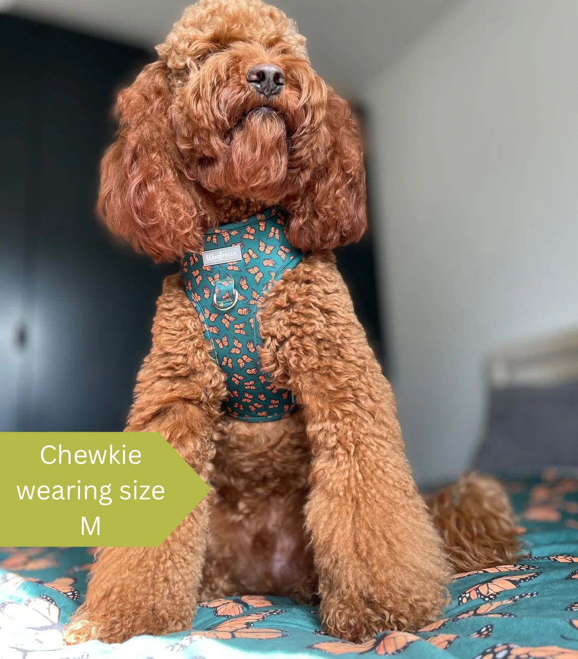 Dog harness, Dog collar and lead set | BUNDLE OF YOUR CHOICE | Pupperfly Frills
