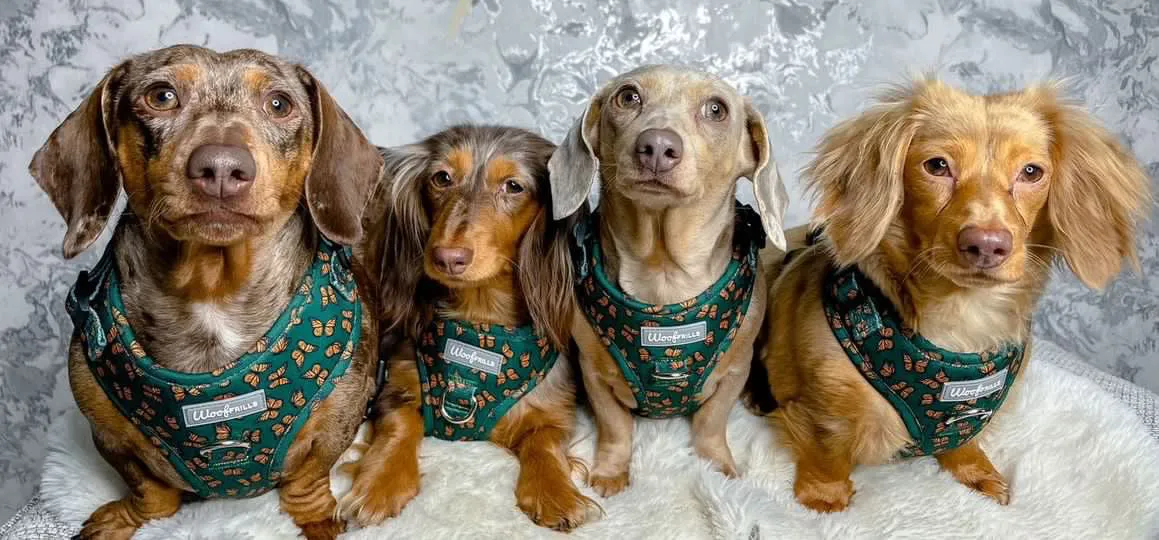 Dog harness, Dog collar and lead set | BUNDLE OF YOUR CHOICE | Pupperfly Frills