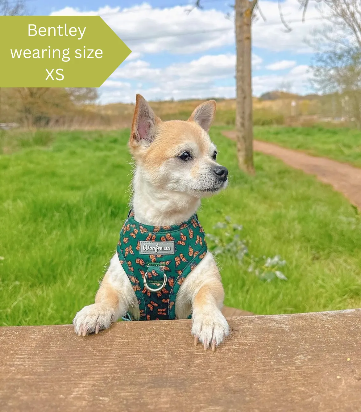 Dog harness, Dog collar and lead set | BUNDLE OF YOUR CHOICE | Pupperfly Frills