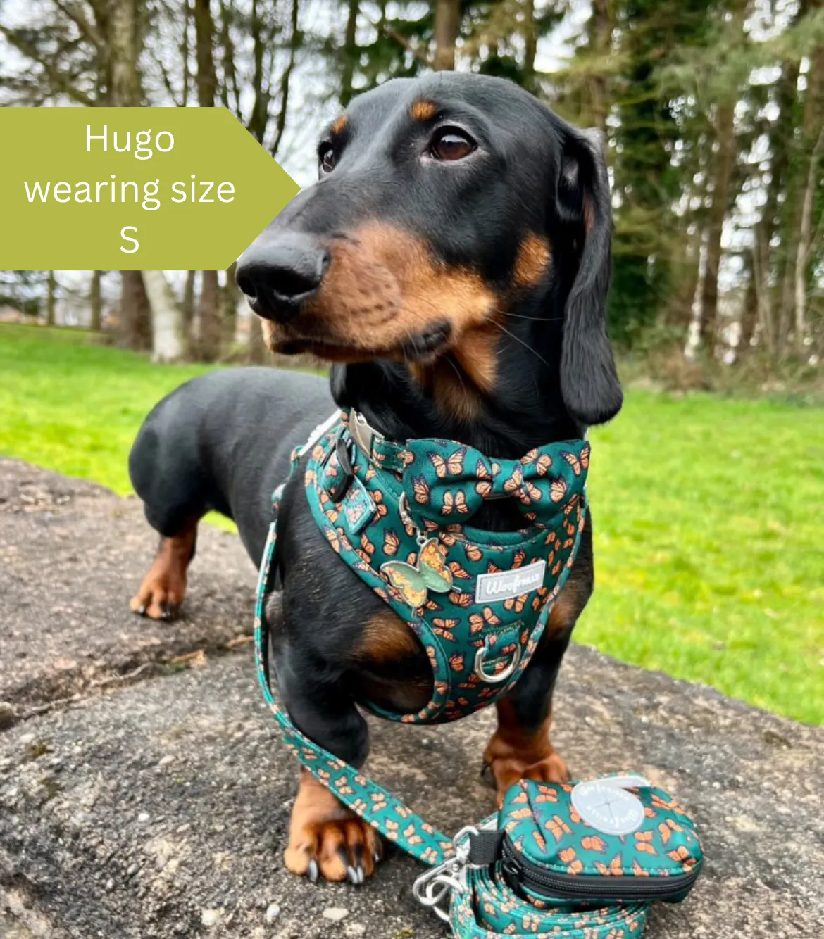 Dog harness, Dog collar and lead set | BUNDLE OF YOUR CHOICE | Pupperfly Frills