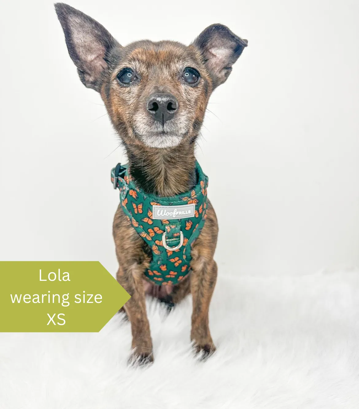 Dog harness, Dog collar and lead set | BUNDLE OF YOUR CHOICE | Pupperfly Frills