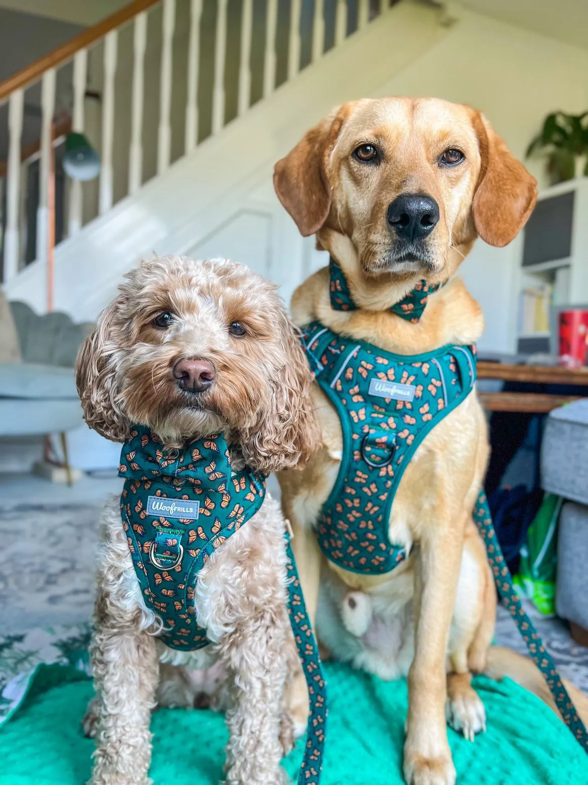 Dog harness, Dog collar and lead set | BUNDLE OF YOUR CHOICE | Pupperfly Frills