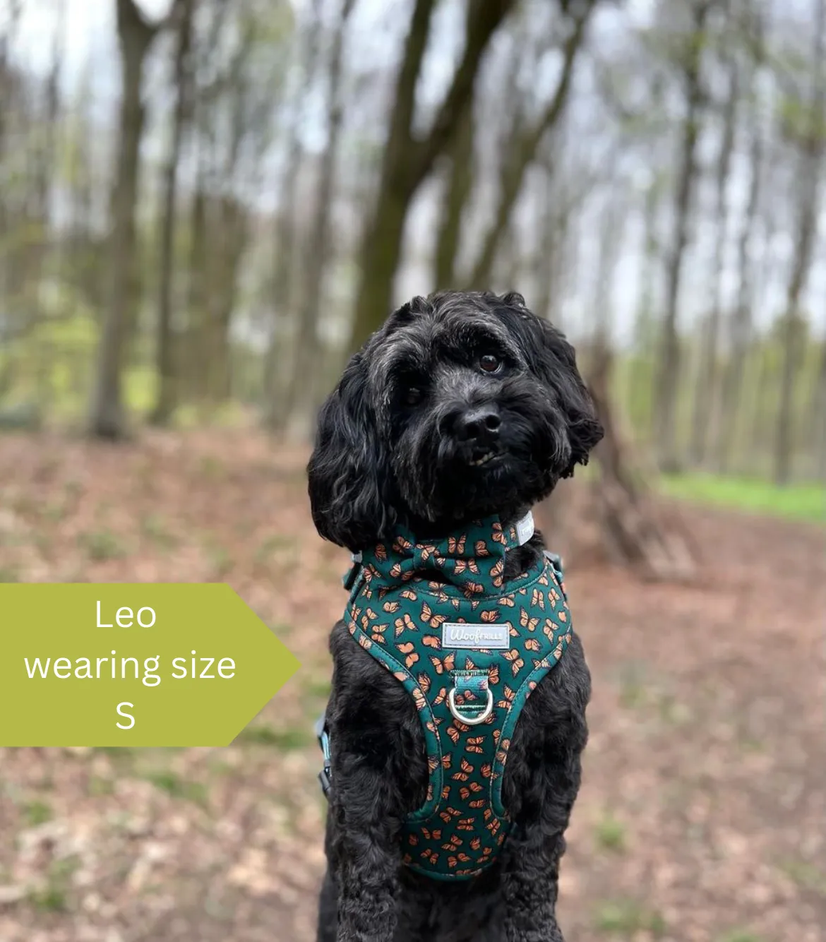 Dog harness, Dog collar and lead set | BUNDLE OF YOUR CHOICE | Pupperfly Frills