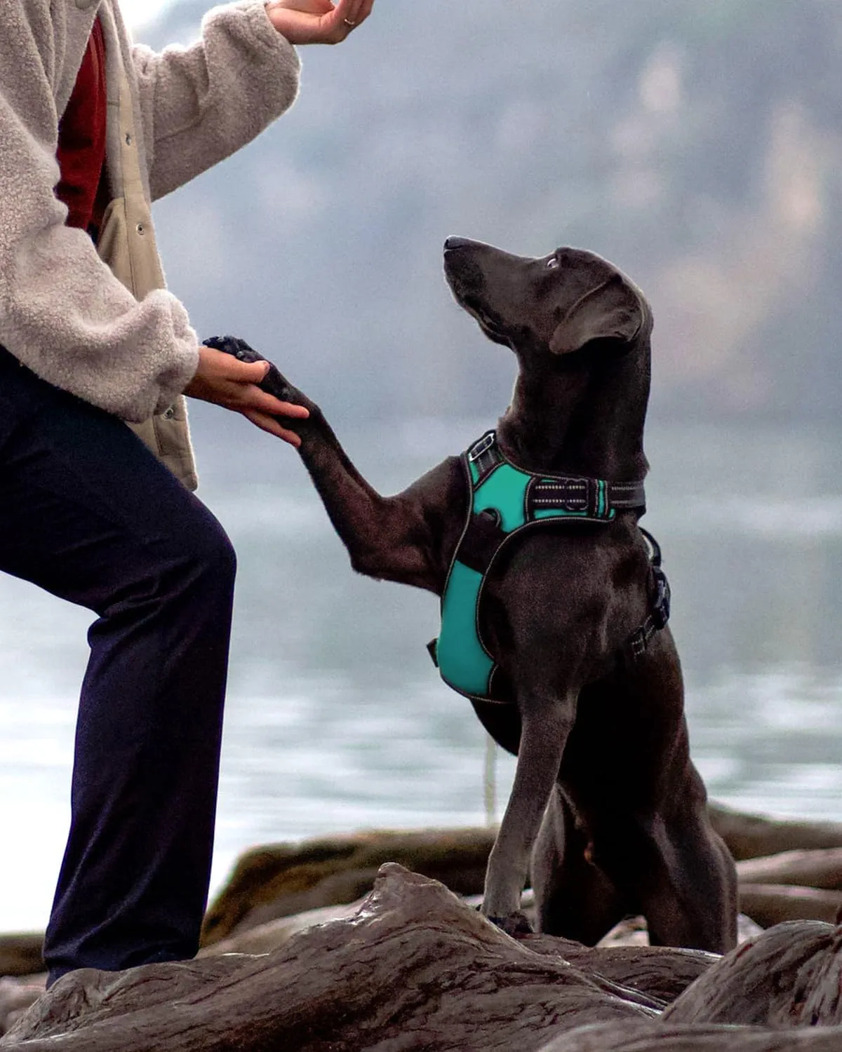 Joytale No Pull Dog Harness Medium Sized Dog, Reflective Pet Vest with Front Clip, Adjustable Soft Padded Harnesses with Easy Control Handle for Training and Walking, Teal, M