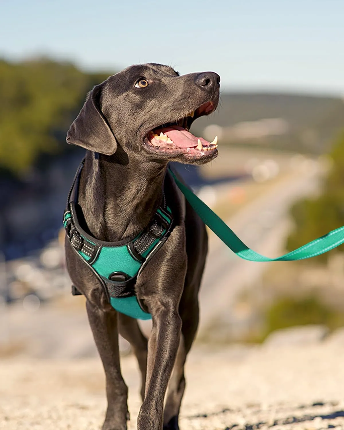Joytale No Pull Dog Harness Medium Sized Dog, Reflective Pet Vest with Front Clip, Adjustable Soft Padded Harnesses with Easy Control Handle for Training and Walking, Teal, M