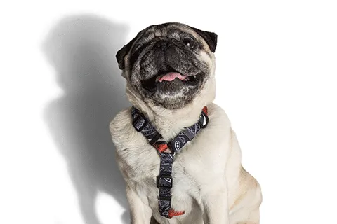 Paisley H-Harness