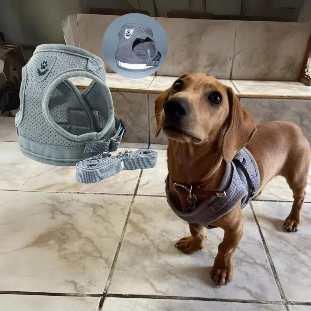 ShinePup Dachshund Reflective Harness with Leash