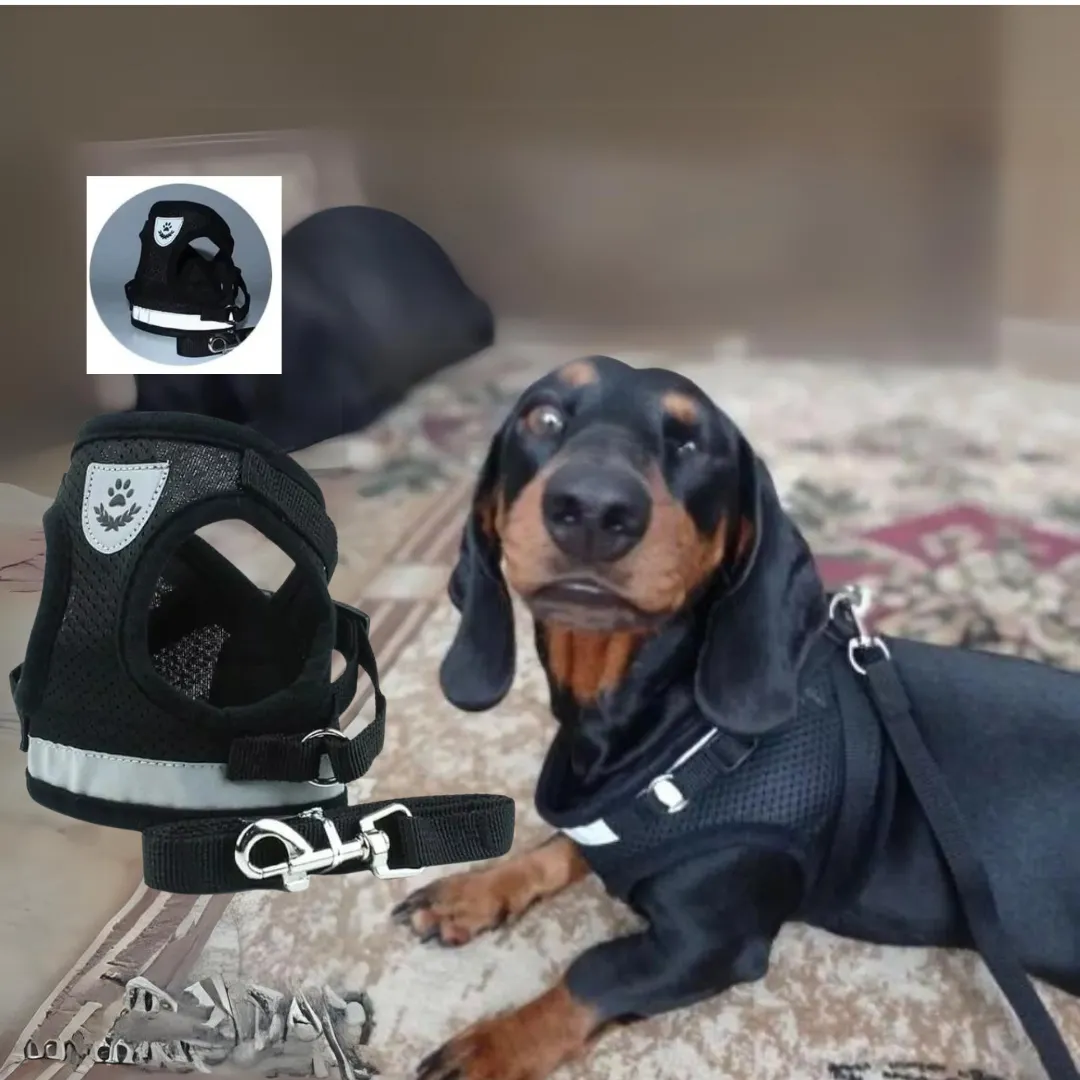 ShinePup Dachshund Reflective Harness with Leash