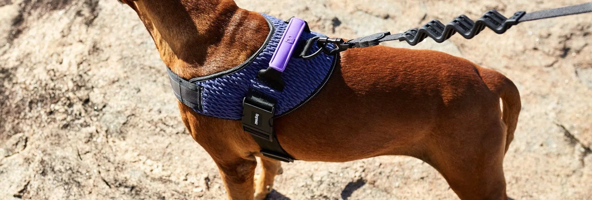 Zee.Dog - Wicked | FlyHarness: Size 5